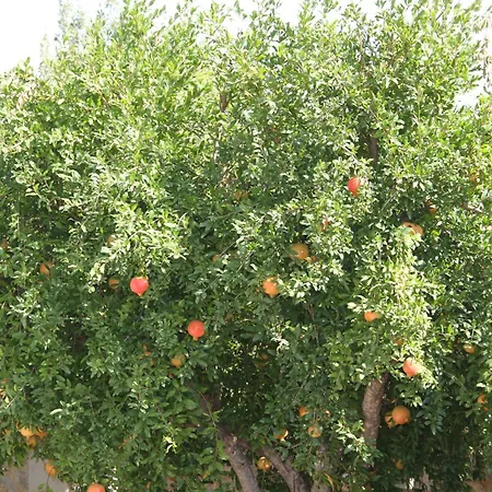 Apartment αριων Village & Nafplio